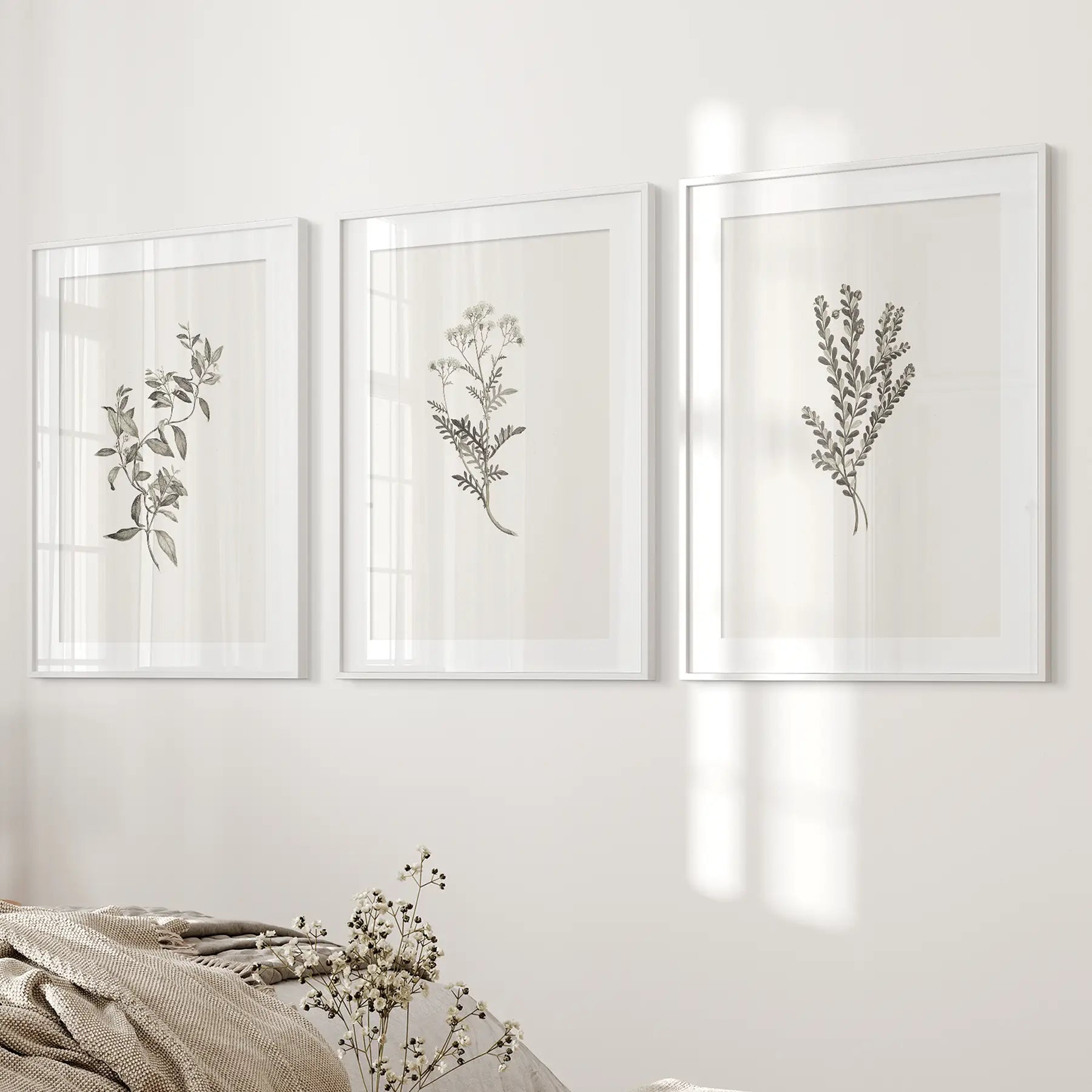 Botanical Wall Art Set — Sydney Parkinson