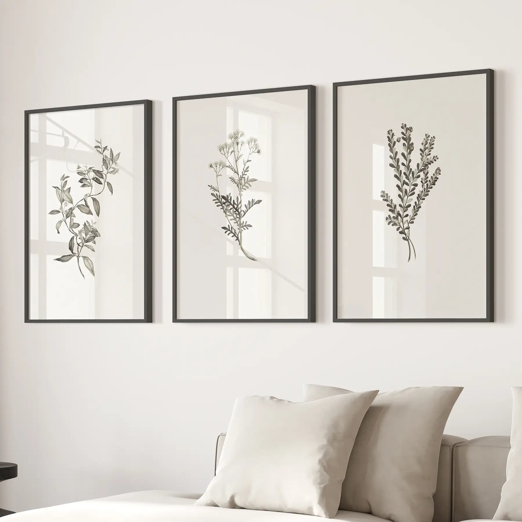 Botanical Wall Art Set — Sydney Parkinson