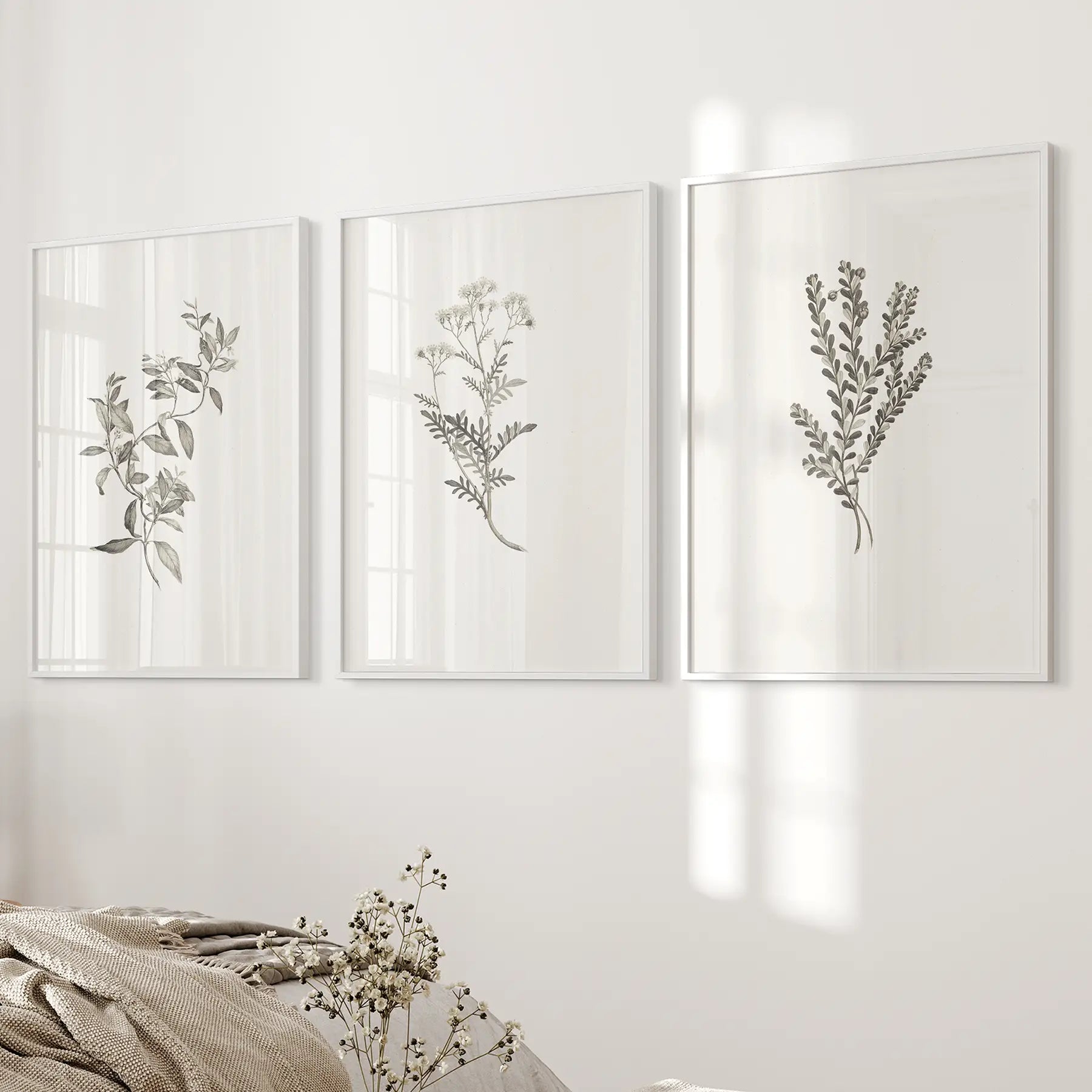 Botanical Wall Art Set — Sydney Parkinson